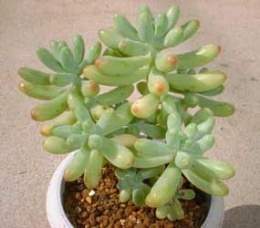 Sedum pachyphyllum.jpg