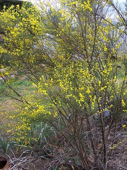 Acacia extensa.jpg