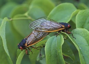 Cicada-mating.jpg.crop display.jpg