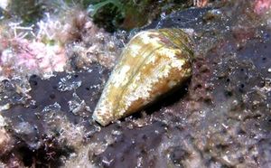 Conus mediterraneus.jpg
