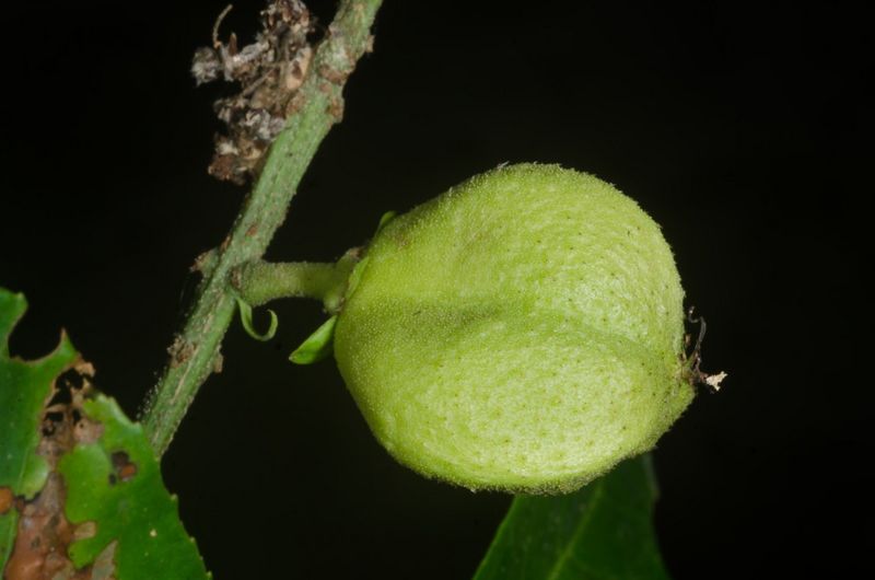 Archivo:Croton longiracemosus 3.jpg