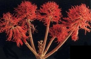 Erythrina aby.jpg