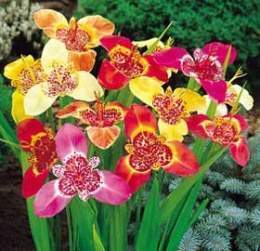 Flor de tigre.jpg