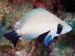 Hypoplectrus providencianus.JPG