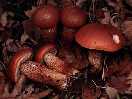Leccinum quercinum.jpg