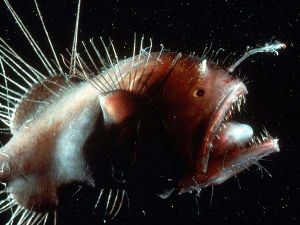 Melanocetus-johnsonii-2.jpg