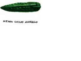 Melon chino.jpg