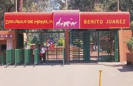 ZooloMorelia.jpg