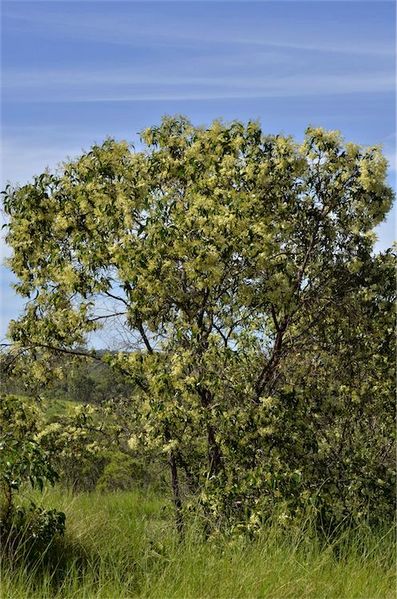 Archivo:Acacia flavescens.jpg