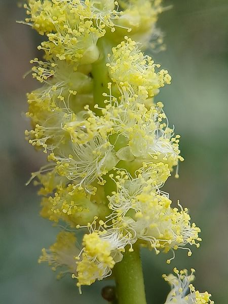 Archivo:Acacia mangium 3.jpg