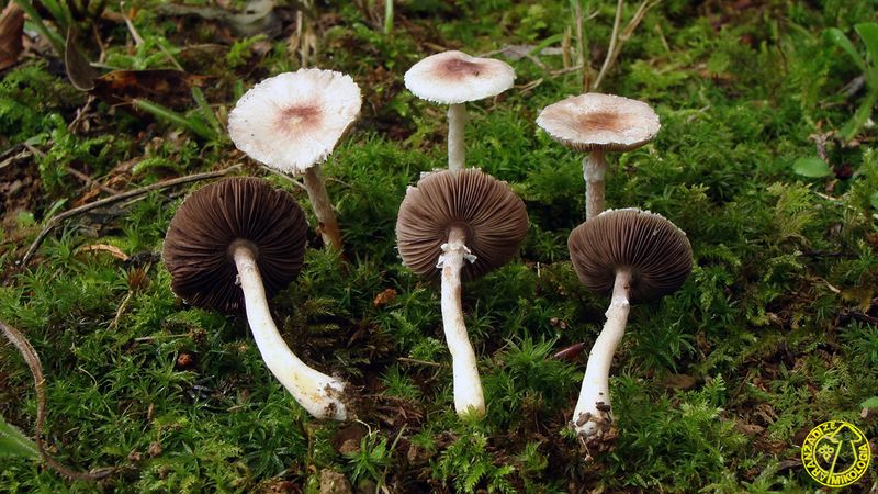 Archivo:Agaricuspurpurellus.jpg