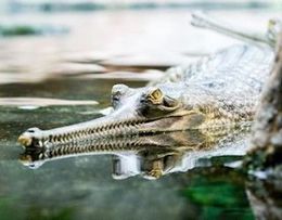Cocodrilo-gavial1.jpg