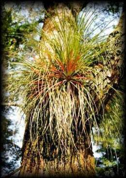 Fascicularia bicolor2.jpg
