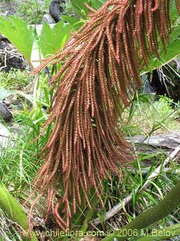 Gunnera tinctoria.jpg