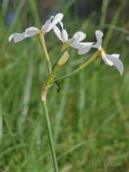Narcissus obsoletus3.jpg
