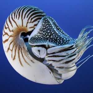 Nautilus de palaos.jpg