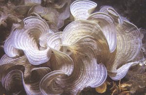 Padina jamaicensis.JPG