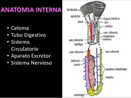 Phoronida-6-638.jpg