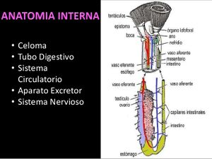 Phoronida-6-638.jpg