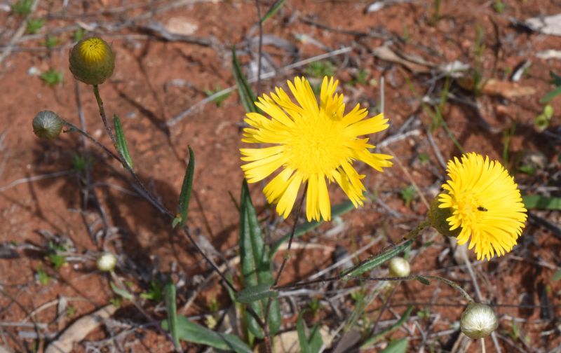 Archivo:Podolepis aristata 1.jpg