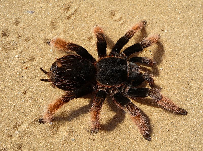 Archivo:Tarántula.jpg