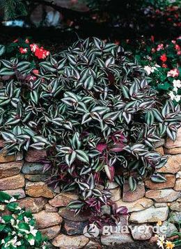 Tradescantiazebrina.jpg