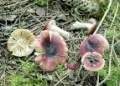 123Russula puellaris.jpg