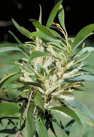 Acacia cincinnata.jpg