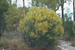 Acacia hockingsii.jpg