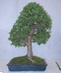 Acer-monspessulanum-bonsai.jpg
