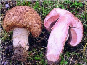 Agaricuslangei 480.jpg
