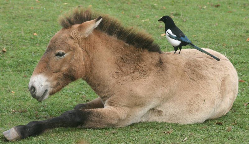 Archivo:Caballo de Przewalski.jpg