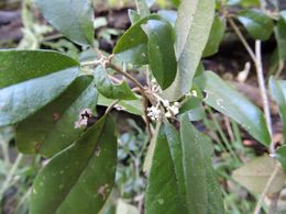 Croton cassinoides.jpg