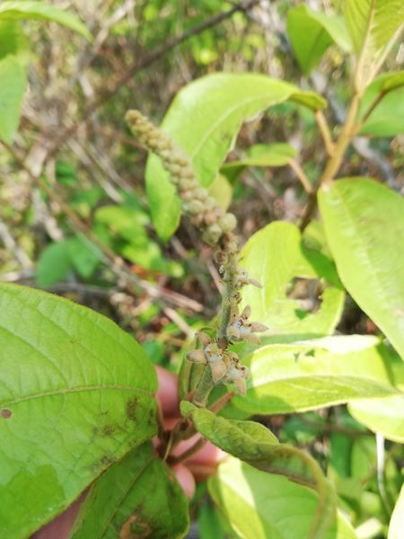 Archivo:Croton sutup 2.jpeg