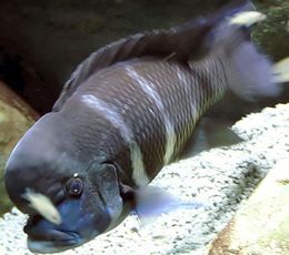 Cyphotilapia frontosa gibberosa.jpg