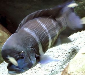 Cyphotilapia frontosa gibberosa.jpg