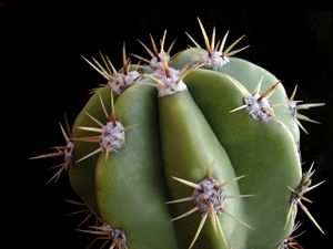 Echinopsis chalaensis123.JPG