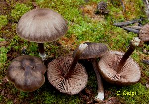 Entolomasericeum.jpg