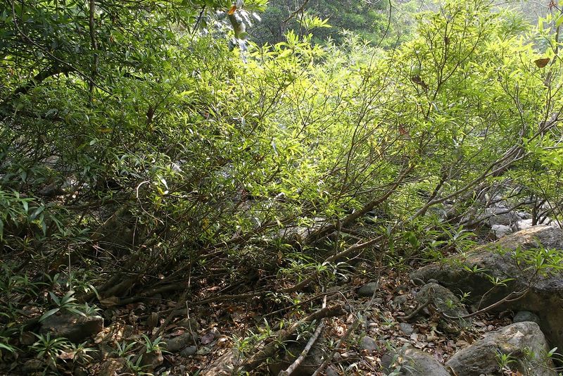 Archivo:Ficus abelii.jpg