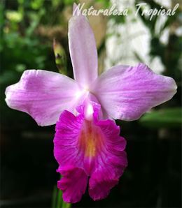 Flor-orquidea-arundina-graminifolia.1jpg.jpg