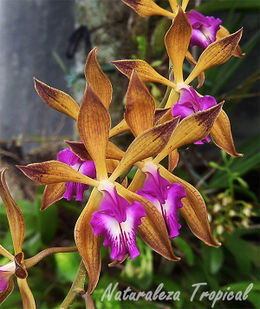 Flor-orquidea-encyclia-plicata.jpg
