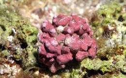 Phymatolithon calcareum.jpg