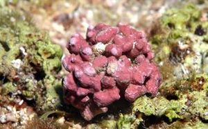 Phymatolithon calcareum.jpg