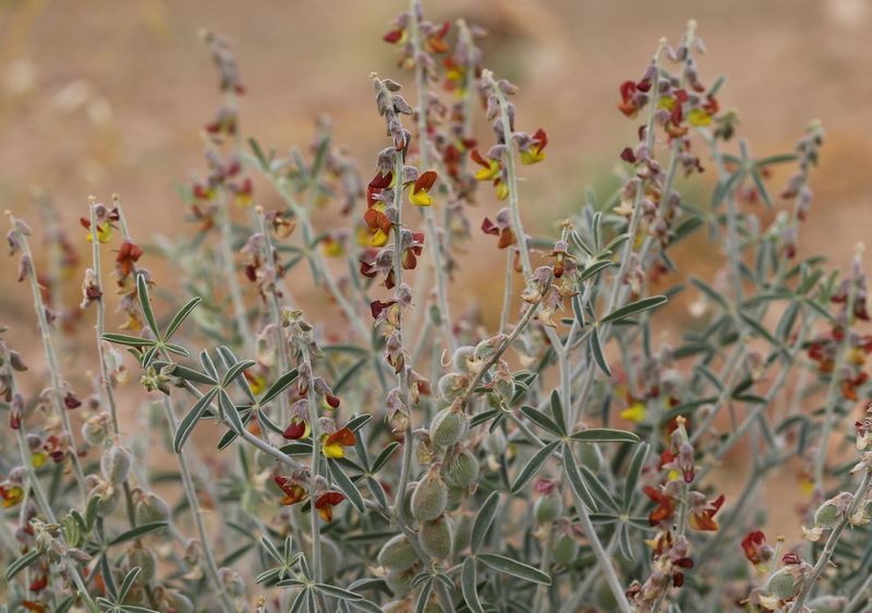 Archivo:Crotalaria saharae 4.jpg