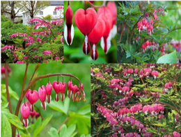 Dicentra .png