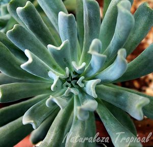 Echeveria runyonii (Topsy Turvy).jpg
