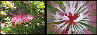 Flowers.jpg