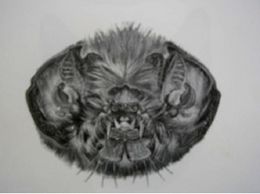 Mormoops blainvillei YA.JPG