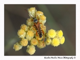 Stenopterus mauritanicus.JPG