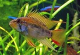 332px-Apistogramma-viejita.jpg